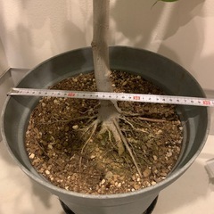 ウンベラータ　観葉植物の画像