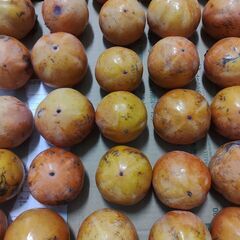 甘柿　30個　①の画像