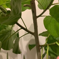 ウンベラータ　観葉植物の画像
