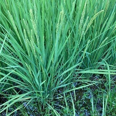 新米コシヒカリ有機栽培米5kg白米その3の画像