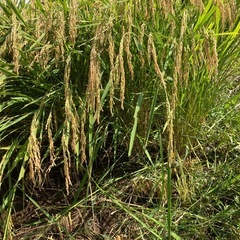 新米コシヒカリ有機栽培米5kg白米その3の画像