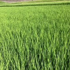 新米コシヒカリ有機栽培米5kg白米その3の画像