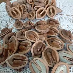 令和7年産　新鮮くるみです。10個100円です。工作や植木鉢のマルチングにも。。の画像