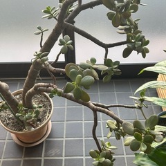 金のなる木の画像