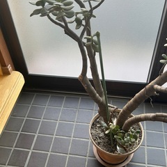 金のなる木の画像