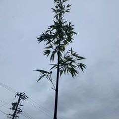 黒竹　観葉植物の画像