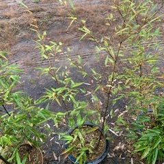 黒竹　観葉植物の画像