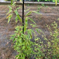 黒竹　観葉植物の画像