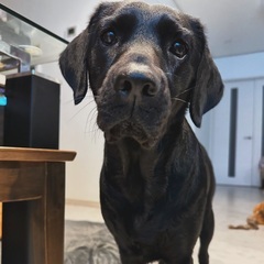 緊急　里親募集　12月まで