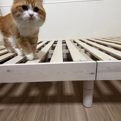 ベッドフレーム　セミダブル
の画像