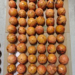 甘柿　30個　②の画像