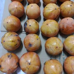 甘柿　30個　②の画像