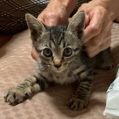 【11月16日(日曜日)　🌟久留米上津カフェ1123さん🌟譲渡会...