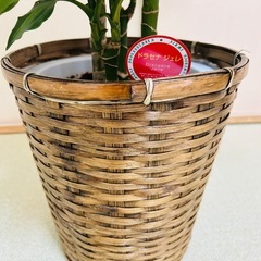 幸福の木　ドラセナ•ジュレの画像