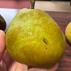 【4L以上】訳ありラフランス 約5kgの画像