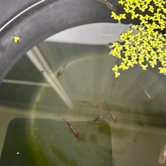 メダカ5の画像