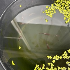 メダカ5の画像