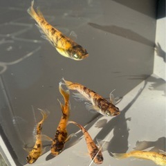 メダカイベント販売中⭐︎川島ふるさと祭⭐︎の画像