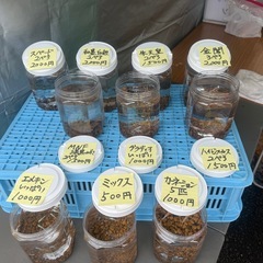 メダカイベント販売中⭐︎川島ふるさと祭⭐︎の画像