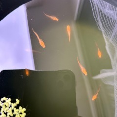 メダカ7の画像