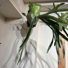 ビカクシダ　ネザラン　コルク付け　子株ありの画像