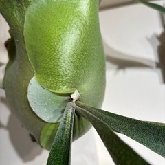 ビカクシダ　ネザラン　コルク付け　子株ありの画像