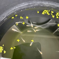 メダカ9の画像