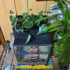 25センチ水槽※取引中※
の画像