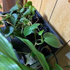 25センチ水槽※取引中※
の画像