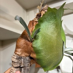 ビカクシダ　ネザラン　コルク付け　子株ありの画像