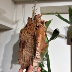 ビカクシダ　ネザラン　コルク付け　子株ありの画像
