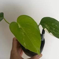 複数購入割引 観葉植物 モンステラ ボルシギアナ ホワイトタイガー 斑入り バリエガータの画像