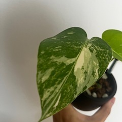 複数購入割引 観葉植物 モンステラ ボルシギアナ ホワイトタイガー 斑入り バリエガータの画像