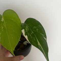 複数購入割引 観葉植物 モンステラ ボルシギアナ ホワイトタイガー 斑入り バリエガータの画像