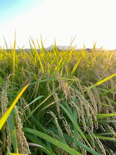 令和7年度産　ヒノヒカリ　複数購入値引きします。新米ですよ！