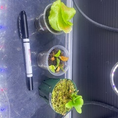 ビカクシダの画像