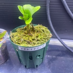 ビカクシダの画像