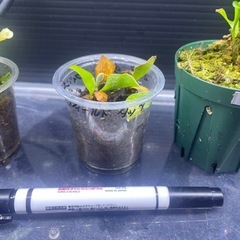 ビカクシダの画像