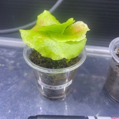 ビカクシダの画像