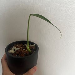 モンステラ バールマルクスフレーム 観葉植物の画像