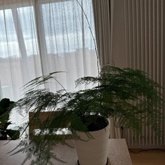 アスパラガスと言う観葉植物ですの画像