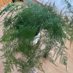 アスパラガスと言う観葉植物ですの画像
