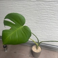 モンステラの画像