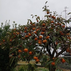 ① 【兵庫県丹波市】無農薬・自家栽培の柿 約10kg（50個前後）🍁 の画像
