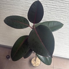 ゴムの木？？の画像