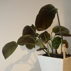 カラテアファシアータの画像