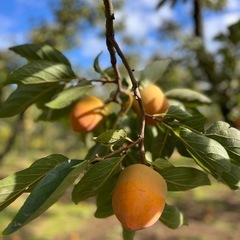 三社柿（渋柿）の画像