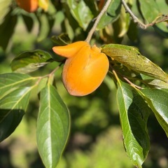 三社柿（渋柿）の画像