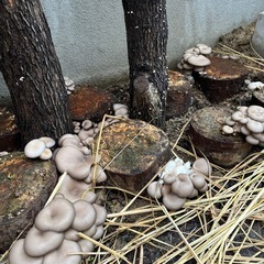 ひらたけ　商談中の画像