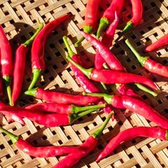 【香川本鷹】ご注文は12月末まで〇香り高くまあるい辛さ〇青トウガラ 赤トウガラシの画像